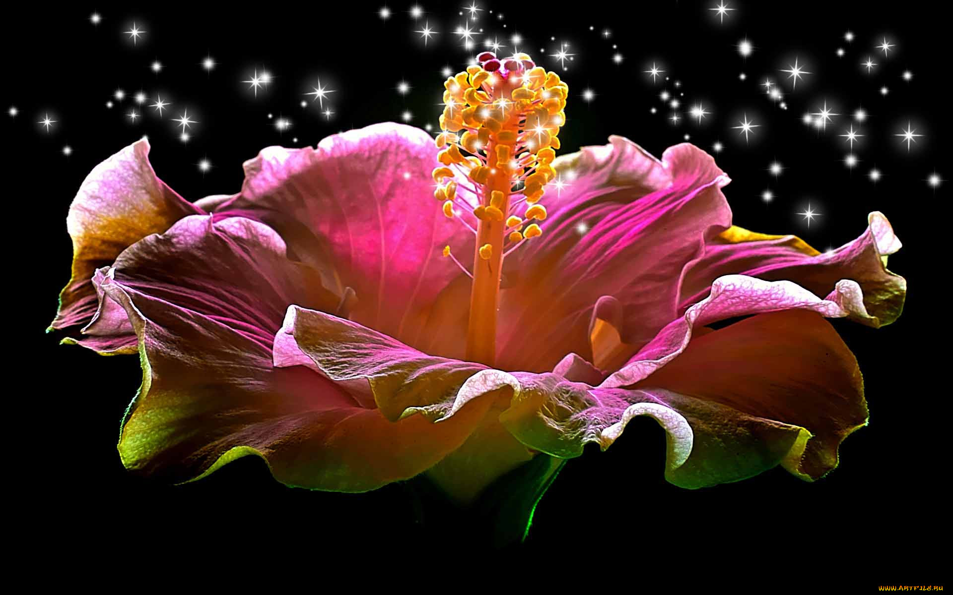 hibiscus, sparkling, heart, , , 